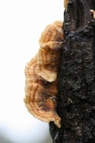 Trametes ochracea image