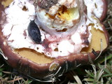 Suillus luteus image