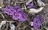 Clavaria zollingeri image