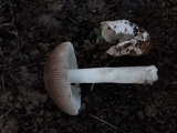 Amanita sect. Vaginatae image