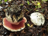 Rubroboletus satanas image