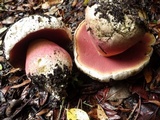 Rubroboletus satanas image