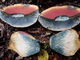 Rubroboletus satanas image