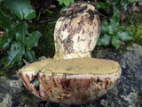 Imperator rhodopurpureus image