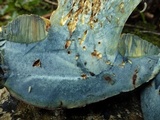 Imperator rhodopurpureus image