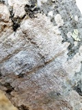Arthonia pruinata image