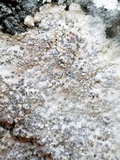 Arthonia pruinata image
