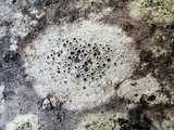 Lecanora circumborealis image