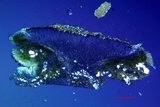 Lecanora circumborealis image