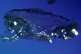 Lecanora circumborealis image