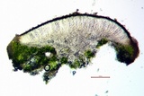 Lecanora circumborealis image