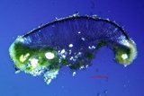 Lecanora circumborealis image