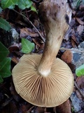 Cortinarius sect. Dermocybe image