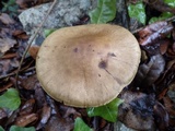 Cortinarius sect. Dermocybe image