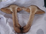 Cortinarius sect. Dermocybe image