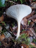 Clitocybe gibba image