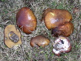 Suillus luteus image