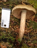 Inocybe lacera image