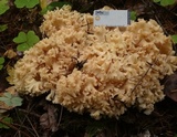 Sparassis crispa image