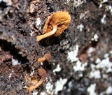 Flammulaster muricatus image