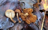 Flammulaster muricatus image