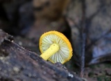 Cyptotrama chrysopepla image