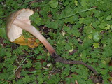 Caulorhiza umbonata image