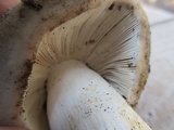 Tricholoma saponaceum image