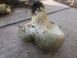 Tricholoma saponaceum image