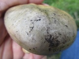 Tricholoma saponaceum image