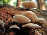 Crepidotus applanatus image