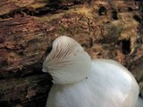 Crepidotus applanatus image