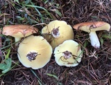 Suillus brevipes image