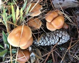 Rhodocollybia butyracea image