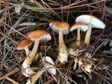Rhodocollybia butyracea image