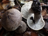 Tricholoma terreum image