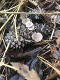 Baeospora myosura image