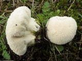 Lycoperdon pratense image
