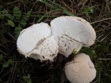 Lycoperdon pratense image