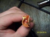 Amanita parcivolvata image