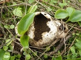 Lycoperdon pratense image