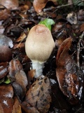 Lepiota clypeolaria image