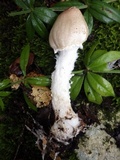 Lepiota clypeolaria image