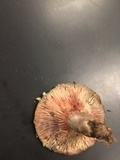 Lactarius paradoxus image
