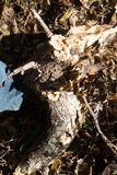 Merulius tremellosus image