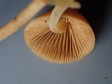 Conocybe tenera image