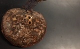 Ganoderma curtisii image