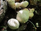 Xanthoconium purpureum image