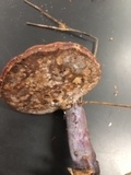 Ganoderma curtisii image