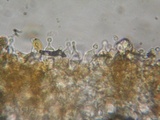 Conocybe tenera image